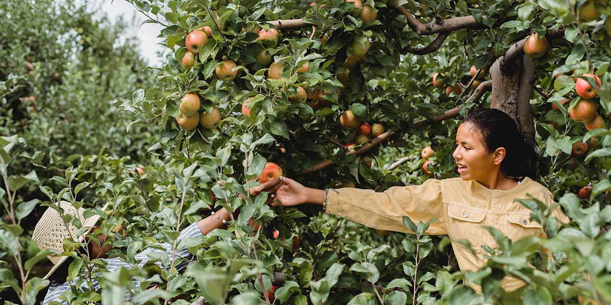 Trentino, ortofrutta in sofferenza